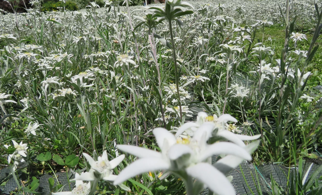 Azienda agricola Olga Casanova in Val di Peio