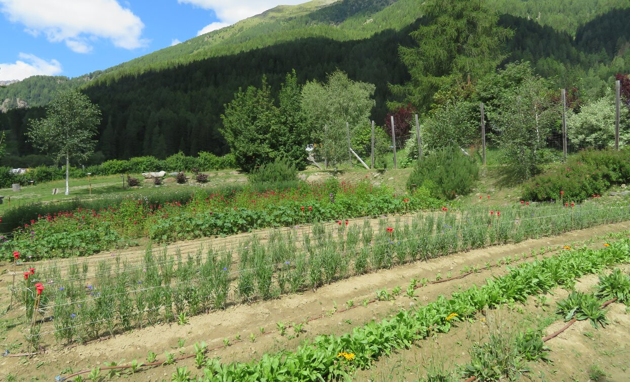 Azienda agricola Olga Casanova in Val di Peio