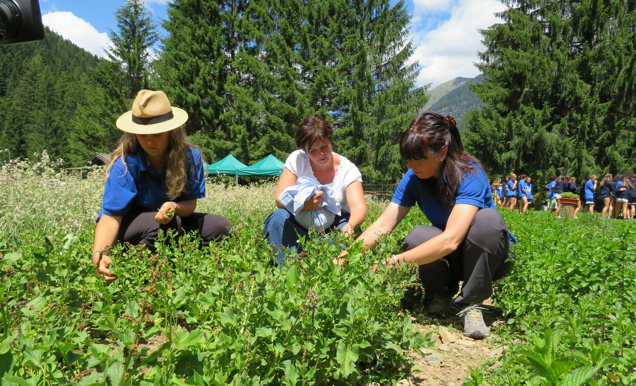 Azienda agricola Olga Casanova in Val di Peio