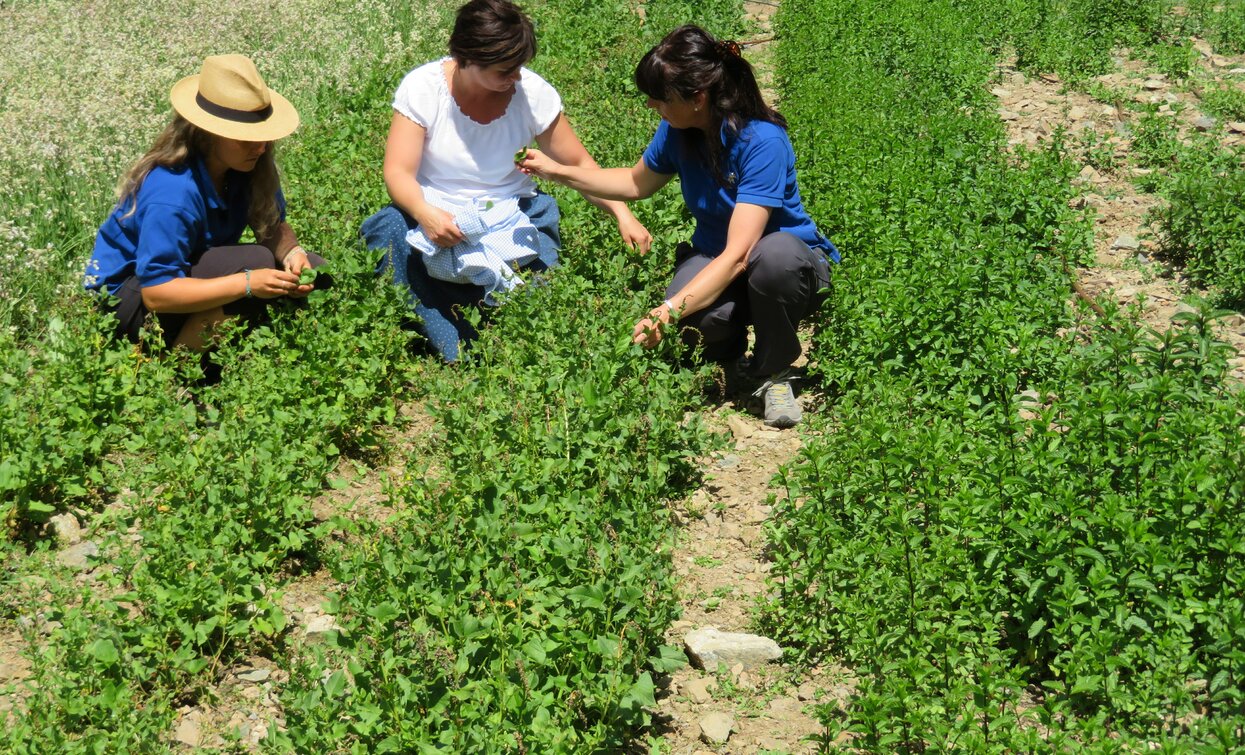 Azienda agricola Olga Casanova in Val di Peio