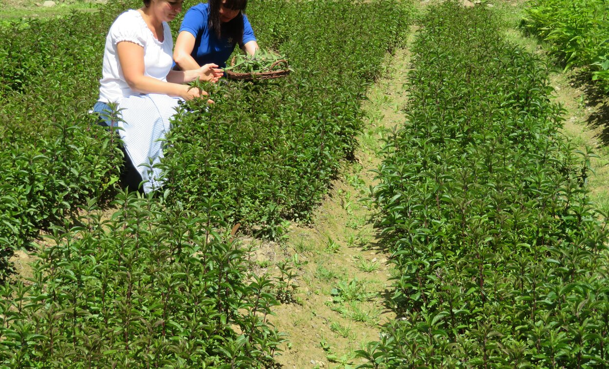 Azienda agricola Olga Casanova in Val di Peio