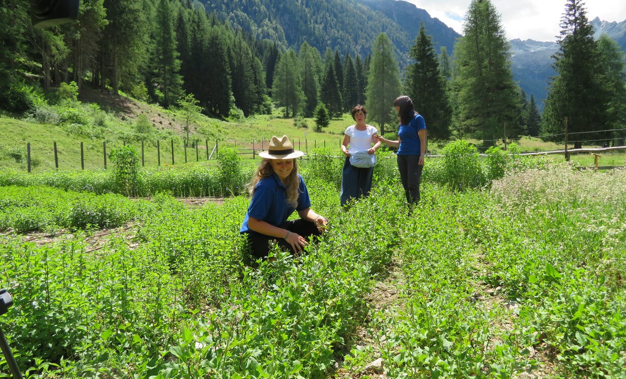 Azienda agricola Olga Casanova in Val di Peio