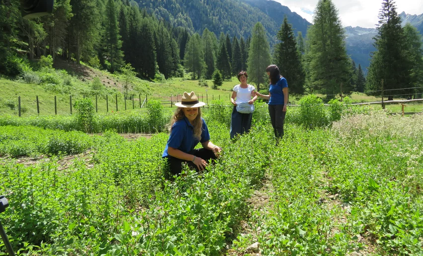 Azienda agricola Olga Casanova in Val di Peio
