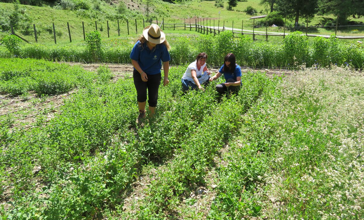 Azienda agricola Olga Casanova in Val di Peio