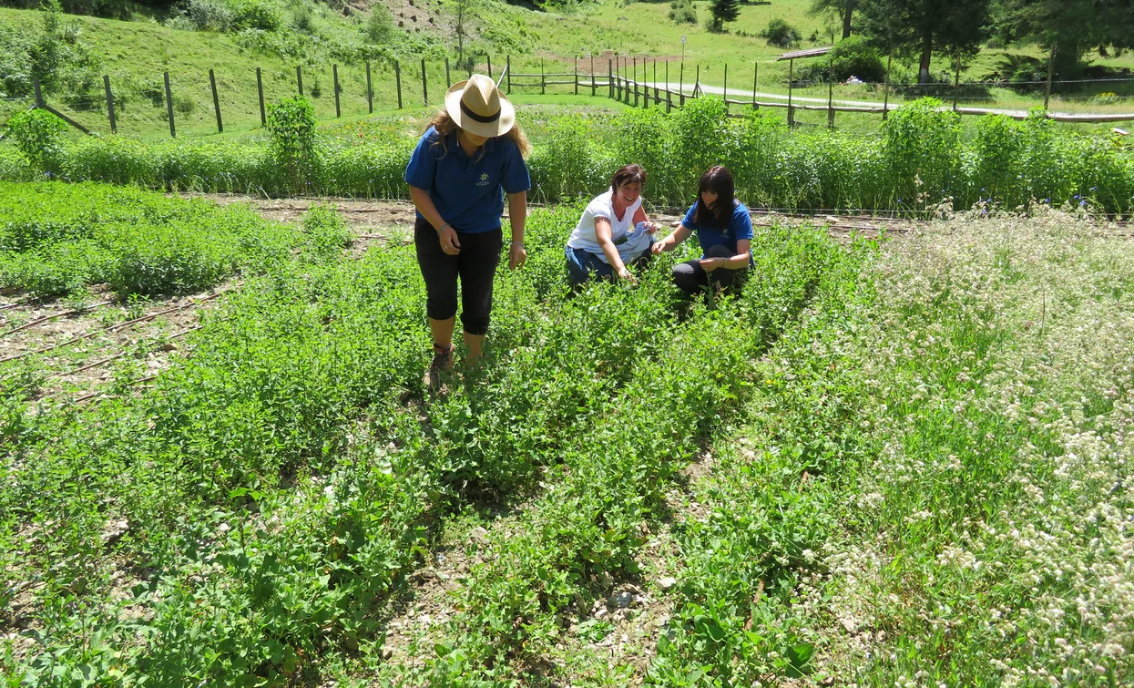 Azienda agricola Olga Casanova in Val di Peio