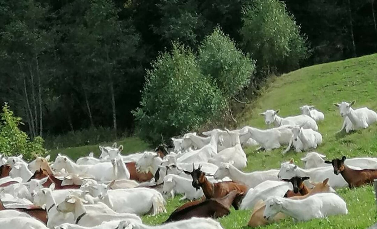 Azienda Agricola Lualdi Marco in Val di Peio