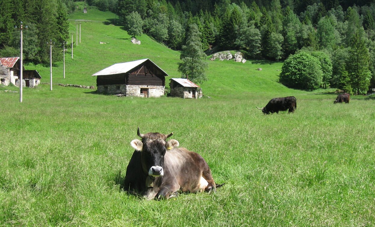 Caseificio Maso Pegolotti in Val di Peio