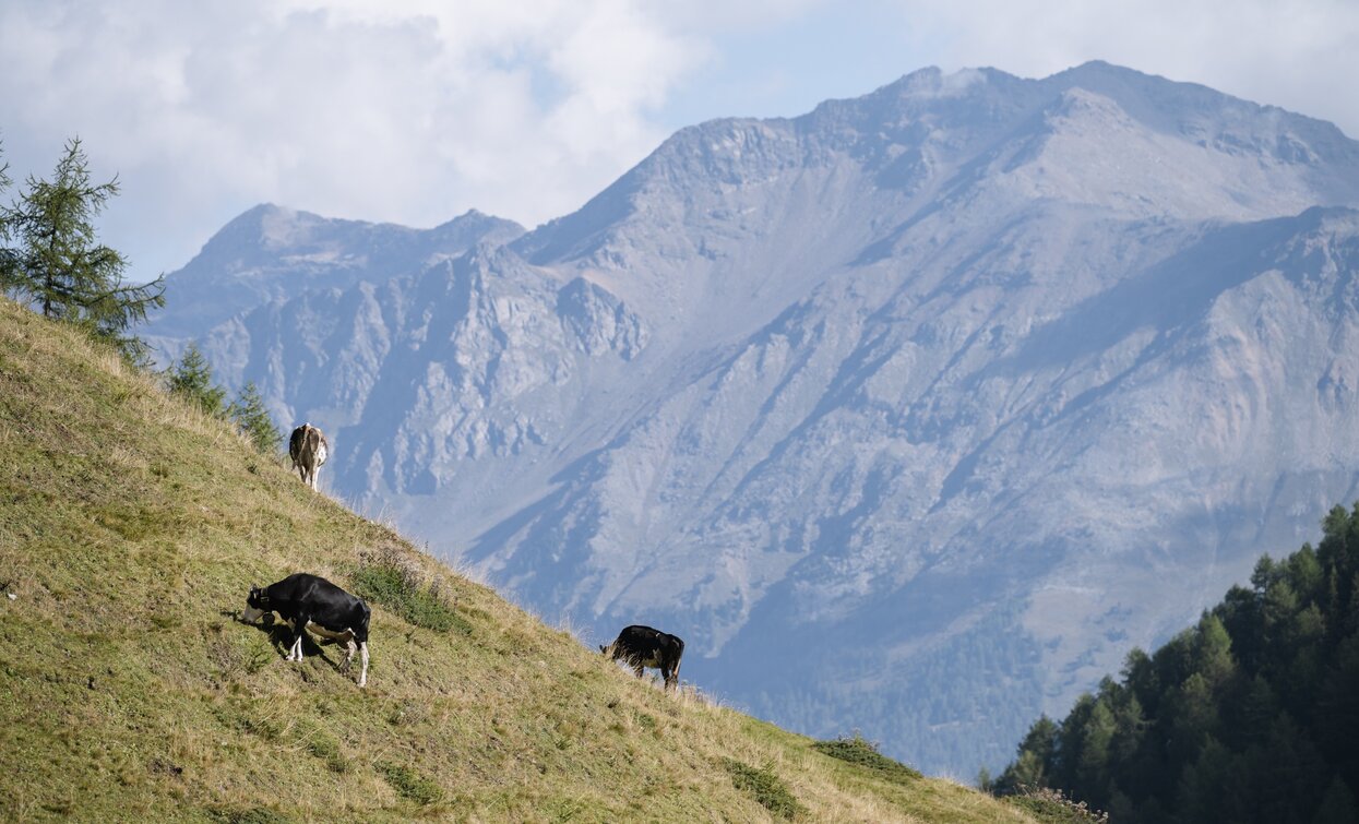 Almen der Malga Val Comasine | © Giacomo Podetti, APT - Valli di Sole, Peio e Rabbi