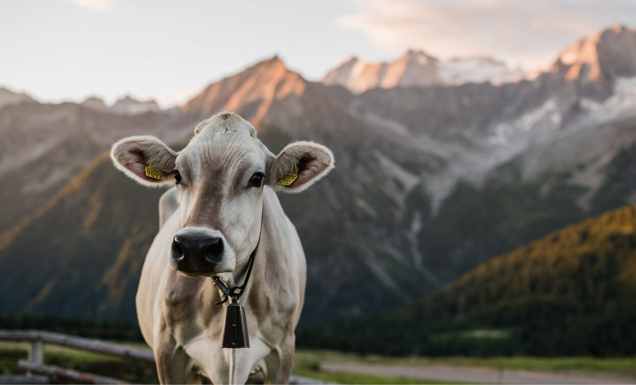 Caseificio Presanella | © Archivio APT Val di Sole - ph Caseificio Presanella