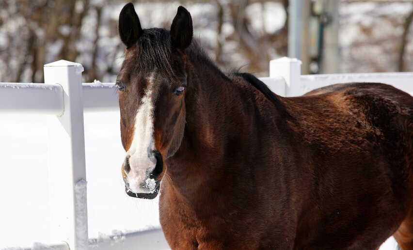 Un cavallo per amico | © Archivio APT Val di Sole 