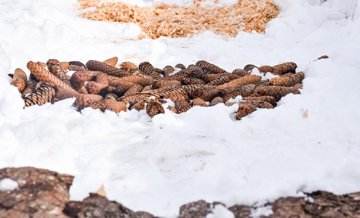 Barefooting in Val di Rabbi | © Archivio APT Val di Sole