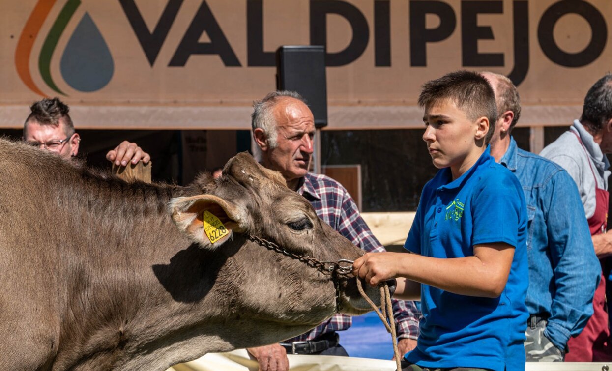 Fera de Cogol Festa dell'Agricoltura Cheese FestiVal di Sole | © Archivio APT Val di Sole - Ph Matteo Berlenga Greenpress