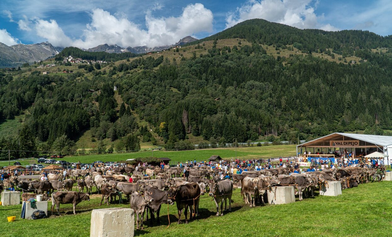 Fera de Cogol Festa dell'Agricoltura Cheese FestiVal di Sole | © Archivio APT Val di Sole - Ph Matteo Berlenga Greenpress