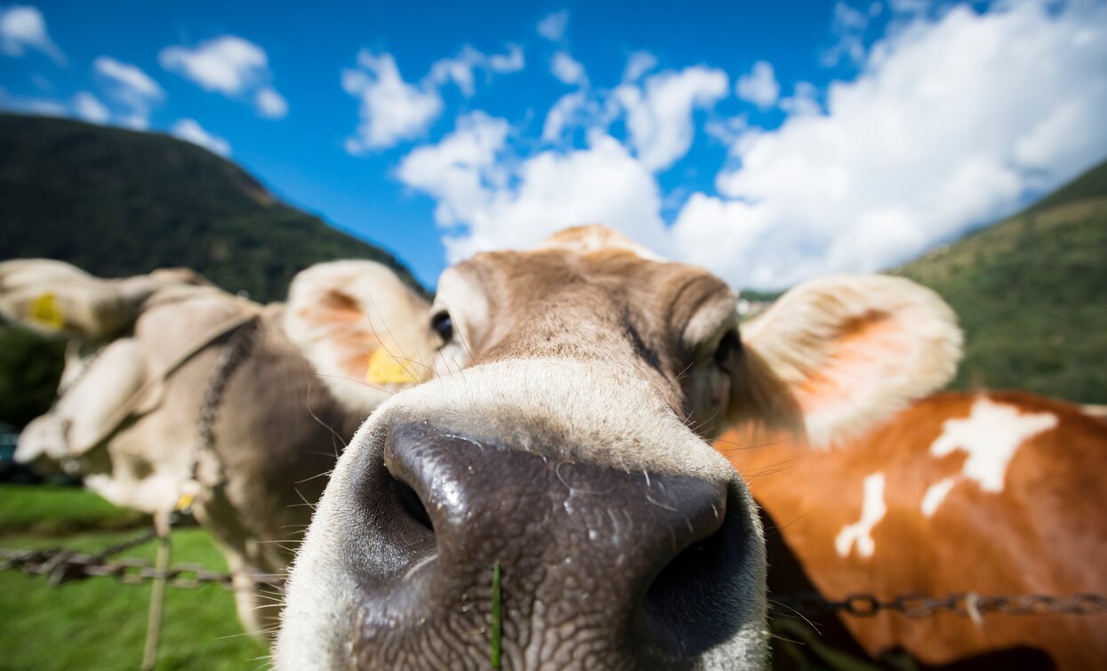 Fera de Cogol Festa dell'Agricoltura Cheese FestiVal di Sole | © Archivio APT Val di Sole - Ph Mauro Mariotti