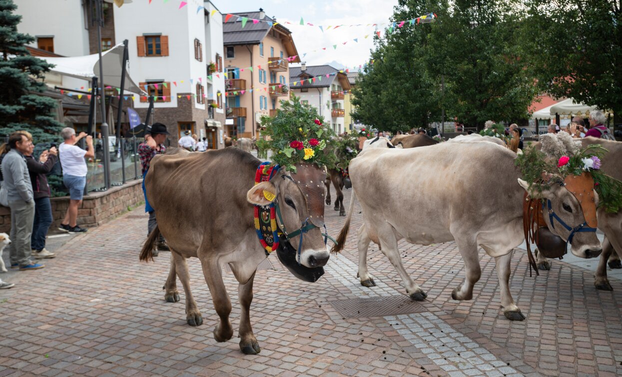 Desmalgada Festa dell'Agricoltura Cheese FestiVal di Sole | © Archivio APT Val di Sole - Ph Mauro Mariotti