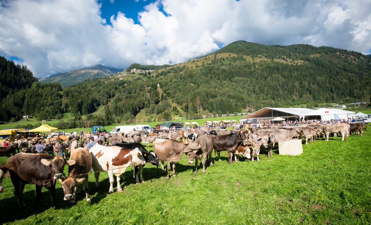 Fera de Cogol Festa dell'Agricoltura Cheese FestiVal di Sole | © Archivio APT Val di Sole - Ph Mauro Mariotti