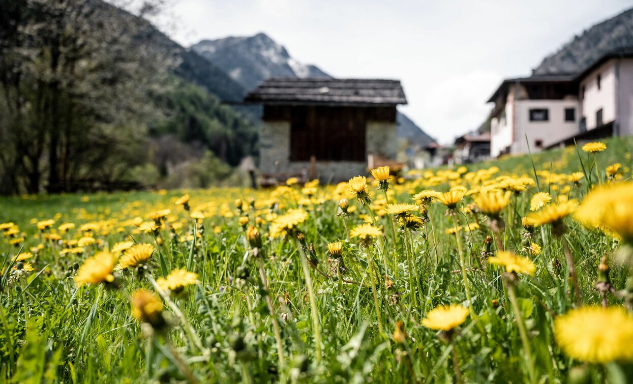 Zicoria FestiVal di Sole | © Fotografo Giacomo Podetti