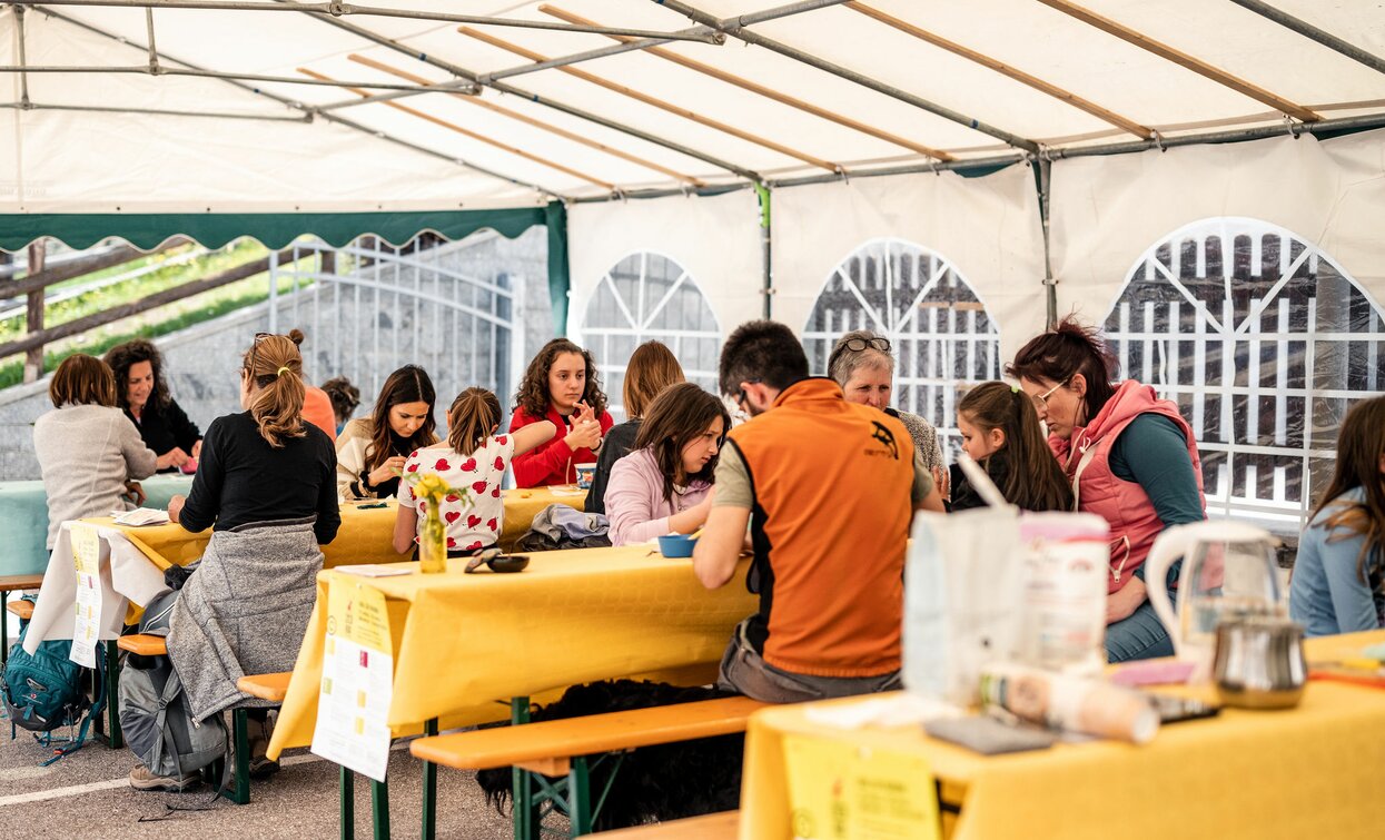 Zicoria FestiVal di Sole | © Fotografo Giacomo Podetti