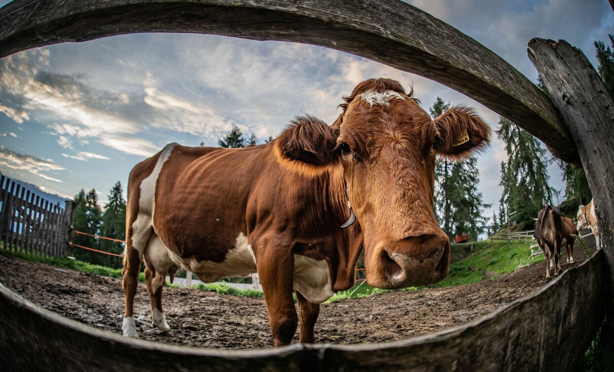 Malga di Bolentina  | © Archivio ApT Val di Sole - Ph Tommaso Prugnola