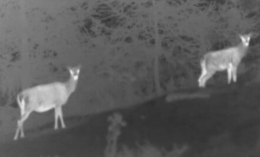 Escursione con la termocamera nel Parco Nazionale dello Stelvio | © Archivio Parco Nazionale dello Stelvio