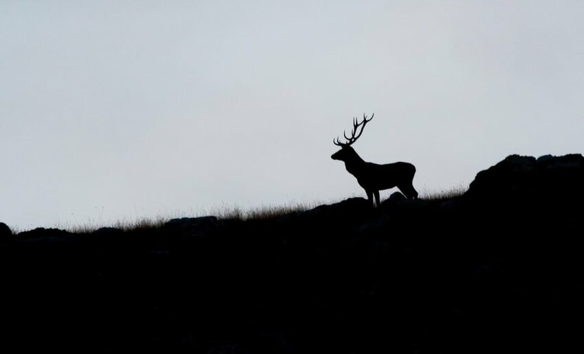 Osservazione animali con la termocamera nel Parco Nazionale dello Stelvio | © Archivio Parco Nazionale dello Stelvio
