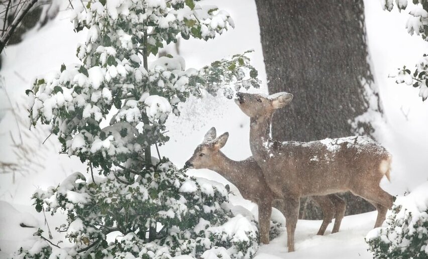 Animali nella neve in inverno nel Parco Nazionale dello Stelvio | © Archivio Parco Nazionale dello Stelvio
