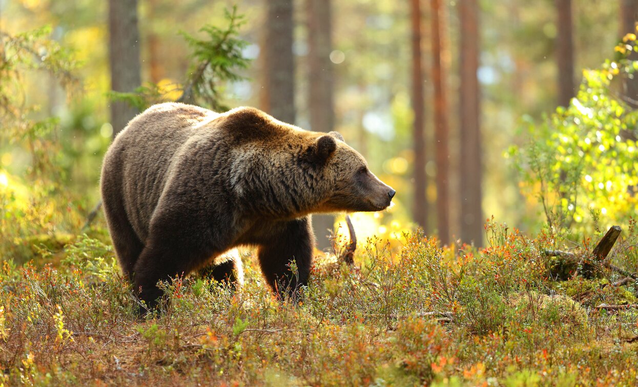 Orso in Val di Sole | © Archivio Ursus Adventure