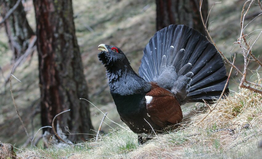 Gallo cedrone in Val di Sole | © Archivio APT Val di Sole - Ph Alfredo Alvarez