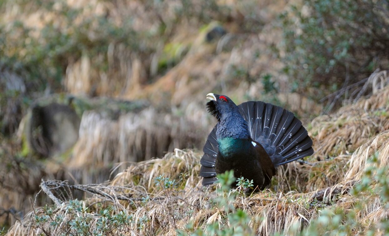 Gallo Cedrone | © Archivio APT Val di Sole - ph Sergio Peroceschi