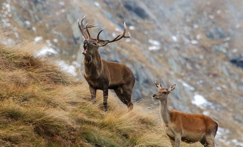 Bramito del Cervo nel Parco Nazionale dello Stelvio | © Archivio APT Val di Sole - Ph Alfredo Alvarez