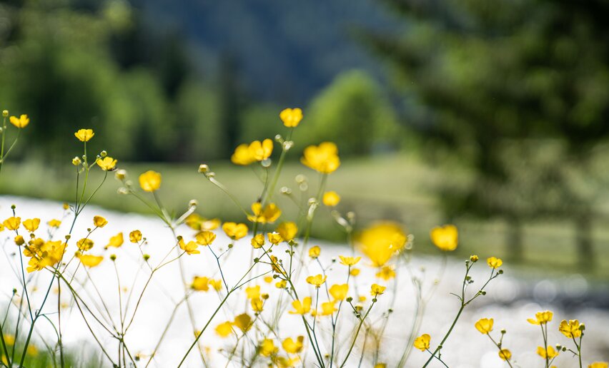 Ranuncolo in Val di Sole | © Archivio APT Val di Sole - Ph Alessandro Polla